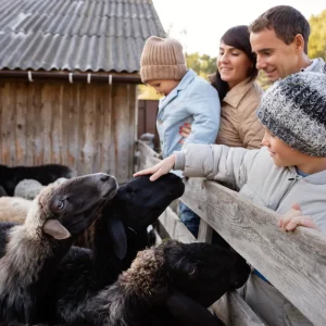 Un día en la granja